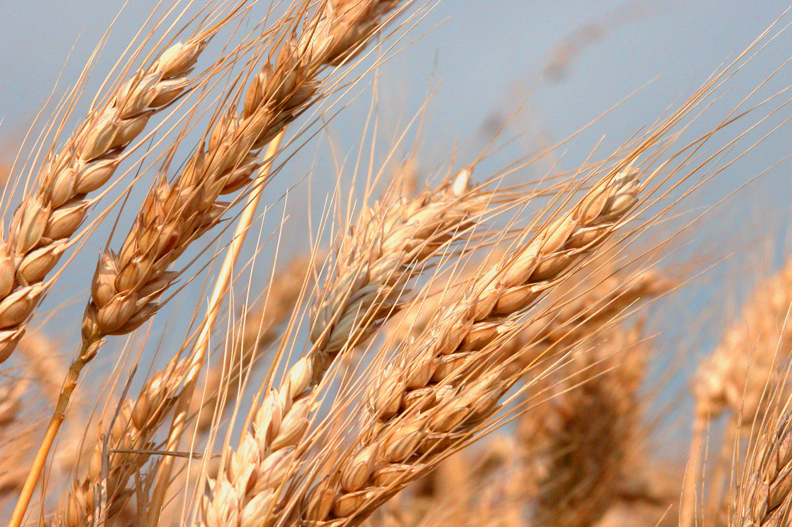 AgCenter schedules wheat, oat, cover crop field day for April 20